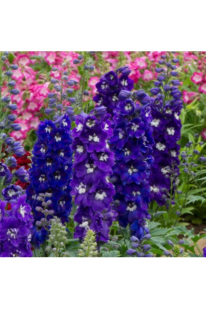 Дельфініум Меджік Фонтейн Дарк Блю Вайт Бі у повному цвіті